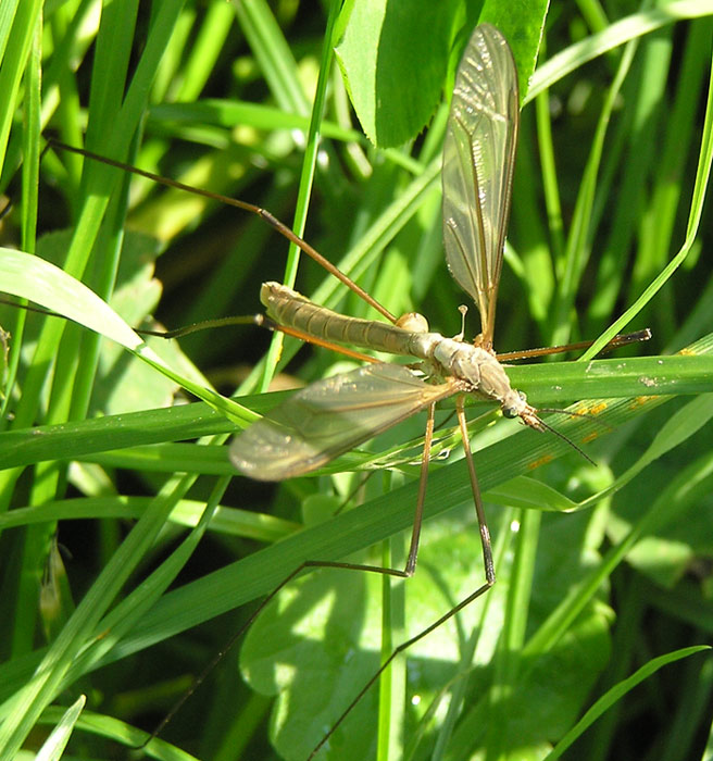 Wiesenschnake, Tipula paludosa Männchen